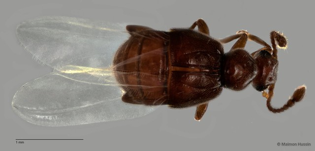 Pselaphinae sp. "ZRCBDP0060505" • © Maimon Hussin • All Rights Reserved