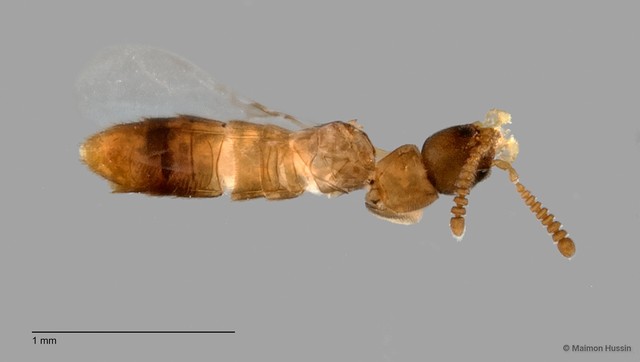 Aleocharinae sp. "ZRCBDP0060526" • © Maimon Hussin • All Rights Reserved