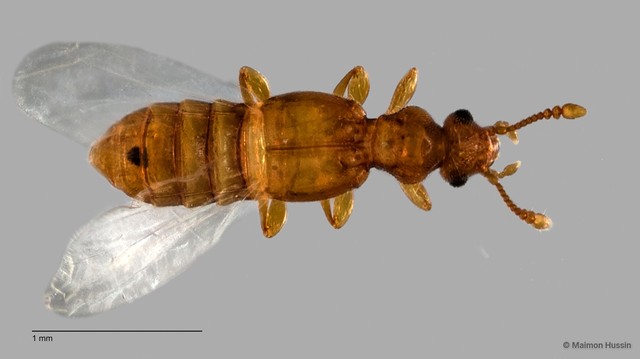 Pselaphinae sp. "ZRCBDP0060538" • © Maimon Hussin • All Rights Reserved