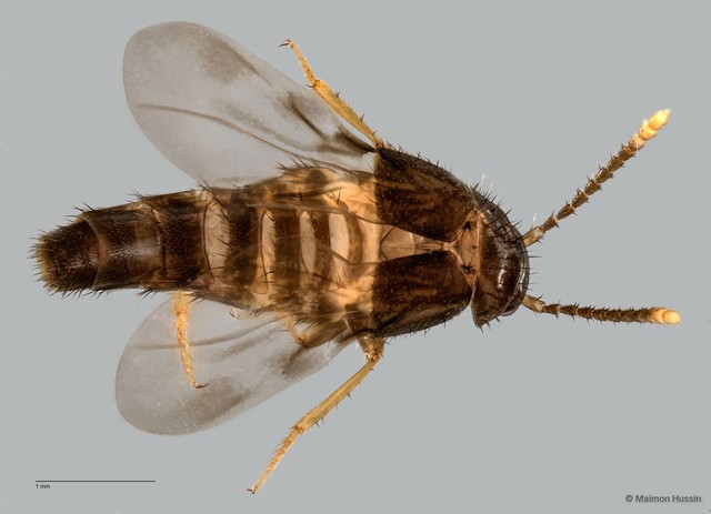 Aleocharinae sp. "ZRCBDP0060544" • © Maimon Hussin • All Rights Reserved