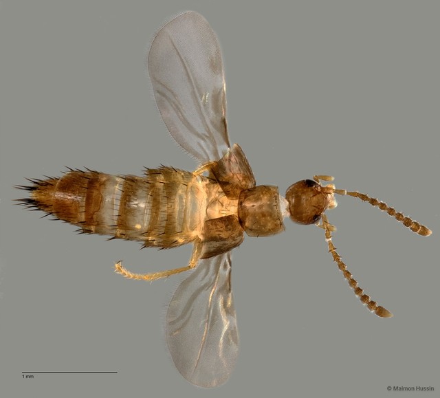 Aleocharinae sp. "ZRCBDP0060578" • © Maimon Hussin • All Rights Reserved