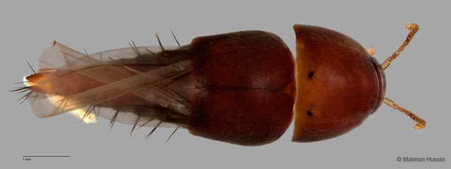 Tachyporinae sp. "ZRCBDP0063717" • © Maimon Hussin • All Rights Reserved