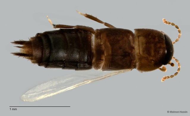 Adinopsis sp. "ZRCBDP0060520" • © Maimon Hussin • All Rights Reserved