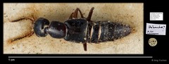 Belonuchus sp. "cf. AYC 013" • © Ang Yuchen • All Rights Reserved