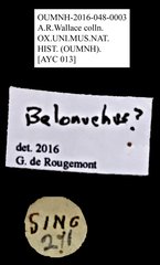 Belonuchus sp. "cf. AYC 013" • All Rights Reserved Museum Label