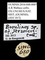 Borolinus sp. "cf. javanicus" • All Rights Reserved Museum Label