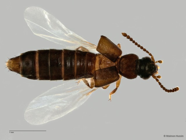 Carpelimus sp. "ZRCBDP0060093" • © Maimon Hussin • All Rights Reserved