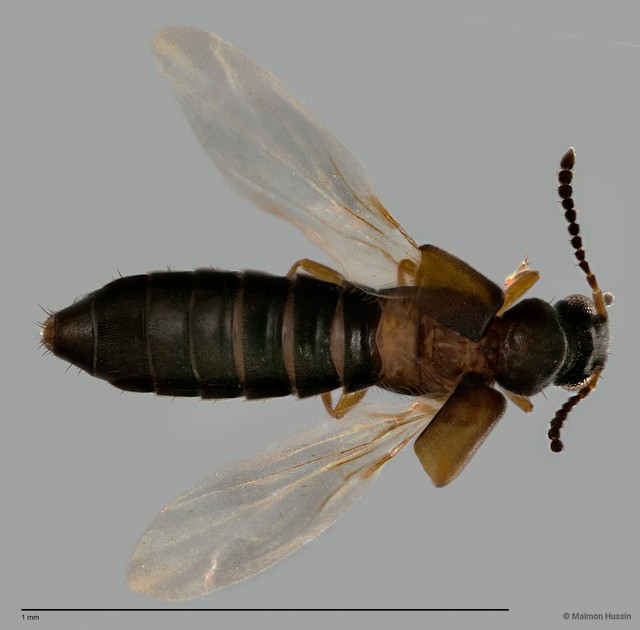 Carpelimus sp. "ZRCBDP0060491" • © Maimon Hussin • All Rights Reserved