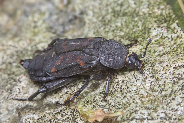 Diamesus osculans • © Marcus Ng Fu Chuan • CC BY-NC-ND 4.0