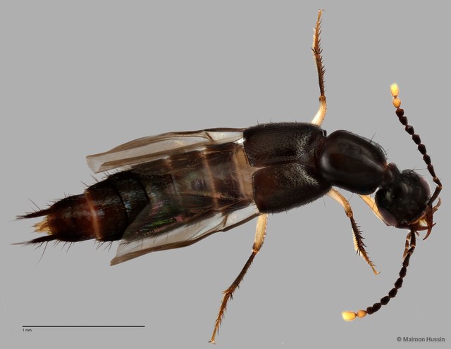 Hesperus sp. "ZRCBDP0060020" • © Maimon Hussin • All Rights Reserved