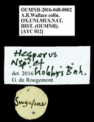Hesperus hobbyi • All Rights Reserved Museum Label