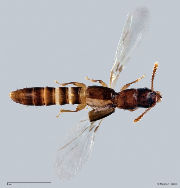 Lispinus sp. "ZRCBDP0058835" • © Maimon Hussin • All Rights Reserved