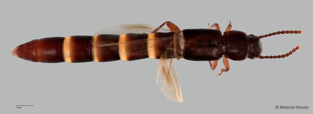 Lispinus sp. "ZRCBDP0060054" • © Maimon Hussin • All Rights Reserved