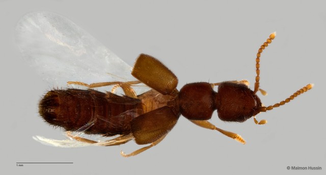 Medon sp. "ZRCBDP0060513" • © Maimon Hussin • All Rights Reserved