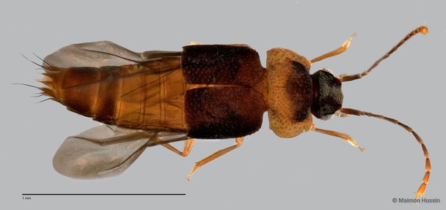 Megarthropsis decorata • © Maimon Hussin • All Rights Reserved