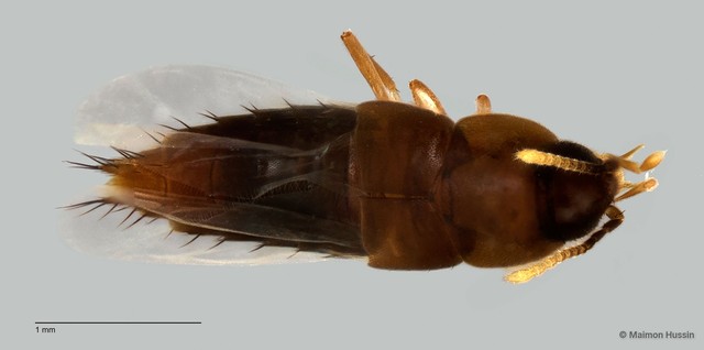 Myllaena sp. "ZRCBDP0060088" • © Maimon Hussin • All Rights Reserved