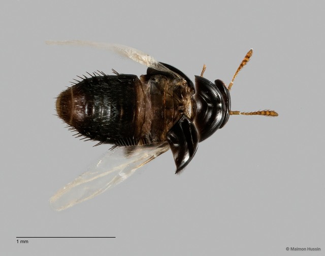 Oligota sp. "ZRCBDP0060078" • © Maimon Hussin • All Rights Reserved