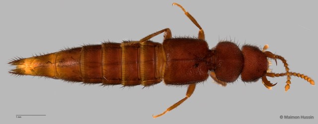 Orsunius sp. "ZRCBDP0060082" • © Maimon Hussin • All Rights Reserved