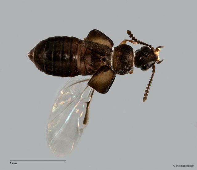 Paraphloeostiba sp. "ZRCBDP0058885" • © Maimon Hussin • All Rights Reserved