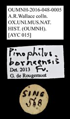 Pinopellis borneensis • All Rights Reserved Museum Label