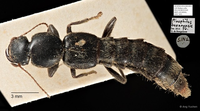Pinopellis borneensis