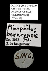 Pinopellis borneensis • All Rights Reserved Museum Label