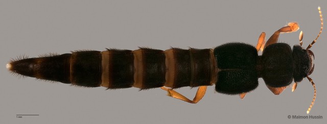 Pinophilus sp. "ZRCBDP0060554" • © Maimon Hussin • All Rights Reserved