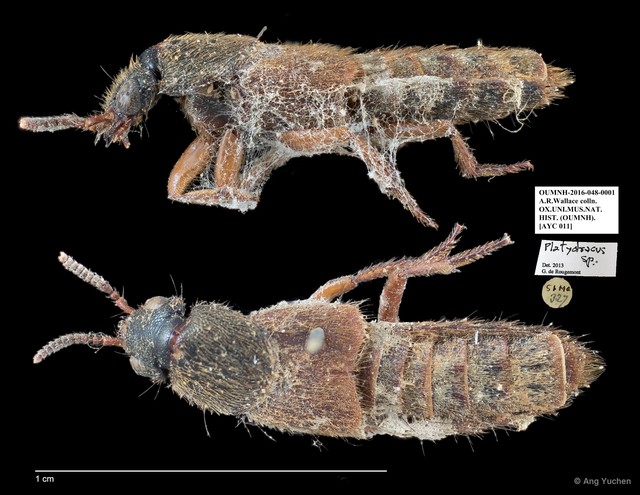 Platydracus sp. "AYC 011" • © Ang Yuchen • All Rights Reserved