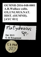 Platydracus sp. "AYC 011" • All Rights Reserved Museum Label