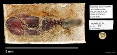 Sepedophilus sp. "AYC 018" • © Ang Yuchen • All Rights Reserved