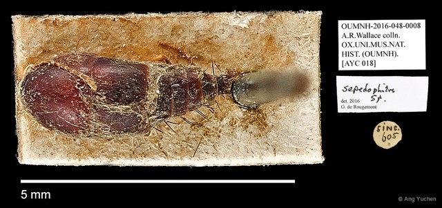 Sepedophilus sp. "AYC 018" • © Ang Yuchen • All Rights Reserved