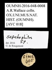 Sepedophilus sp. "AYC 018" • All Rights Reserved Museum Label