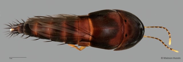 Sepedophilus sp. "ZRCBDP0058811" • © Maimon Hussin • All Rights Reserved