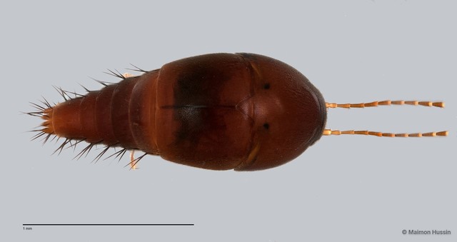 Sepedophilus sp. "ZRCBDP0058817" • © Maimon Hussin • All Rights Reserved