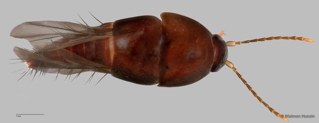 Sepedophilus sp. "ZRCBDP0058822" • © Maimon Hussin • All Rights Reserved
