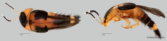Sepedophilus sp. "ZRCBDP0071810" • © Maimon Hussin • All Rights Reserved