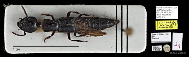 Thyreocephalus indicus • © Ang Yuchen • All Rights Reserved