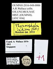 Thyreocephalus indicus • All Rights Reserved Museum Label