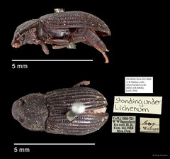 Tenebrionidae sp. "AYC 079" • © Ang Yuchen • All Rights Reserved