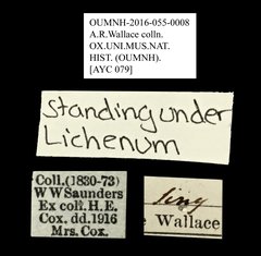 Tenebrionidae sp. "AYC 079" • All Rights Reserved Museum Label