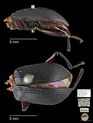 Tenebrionidae sp. "AYC 156" • © Ang Yuchen • All Rights Reserved