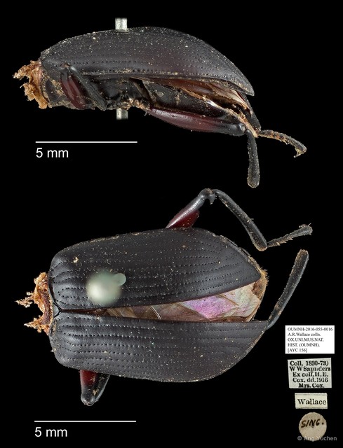 Tenebrionidae sp. "AYC 156" • © Ang Yuchen • All Rights Reserved