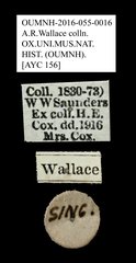 Tenebrionidae sp. "AYC 156" • All Rights Reserved Museum Label