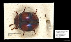 Tenebrionidae sp. "AYC 229"