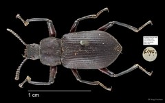 Tenebrionidae sp. "AYC 232" • © Ang Yuchen • All Rights Reserved