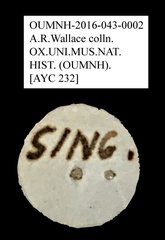 Tenebrionidae sp. "AYC 232" • All Rights Reserved Museum Label