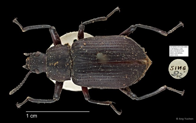 Tenebrionidae sp. "AYC 233" • © Ang Yuchen • All Rights Reserved