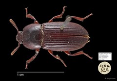 Tenebrionidae sp. "AYC 234" • © Ang Yuchen • All Rights Reserved