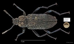 Tenebrionidae sp. "AYC 235" • © Ang Yuchen • All Rights Reserved