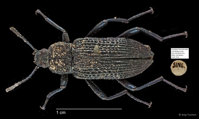 Tenebrionidae sp. "AYC 235" • © Ang Yuchen • All Rights Reserved